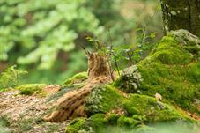 NP Bayerischer Wald_Luchs_D8B0228